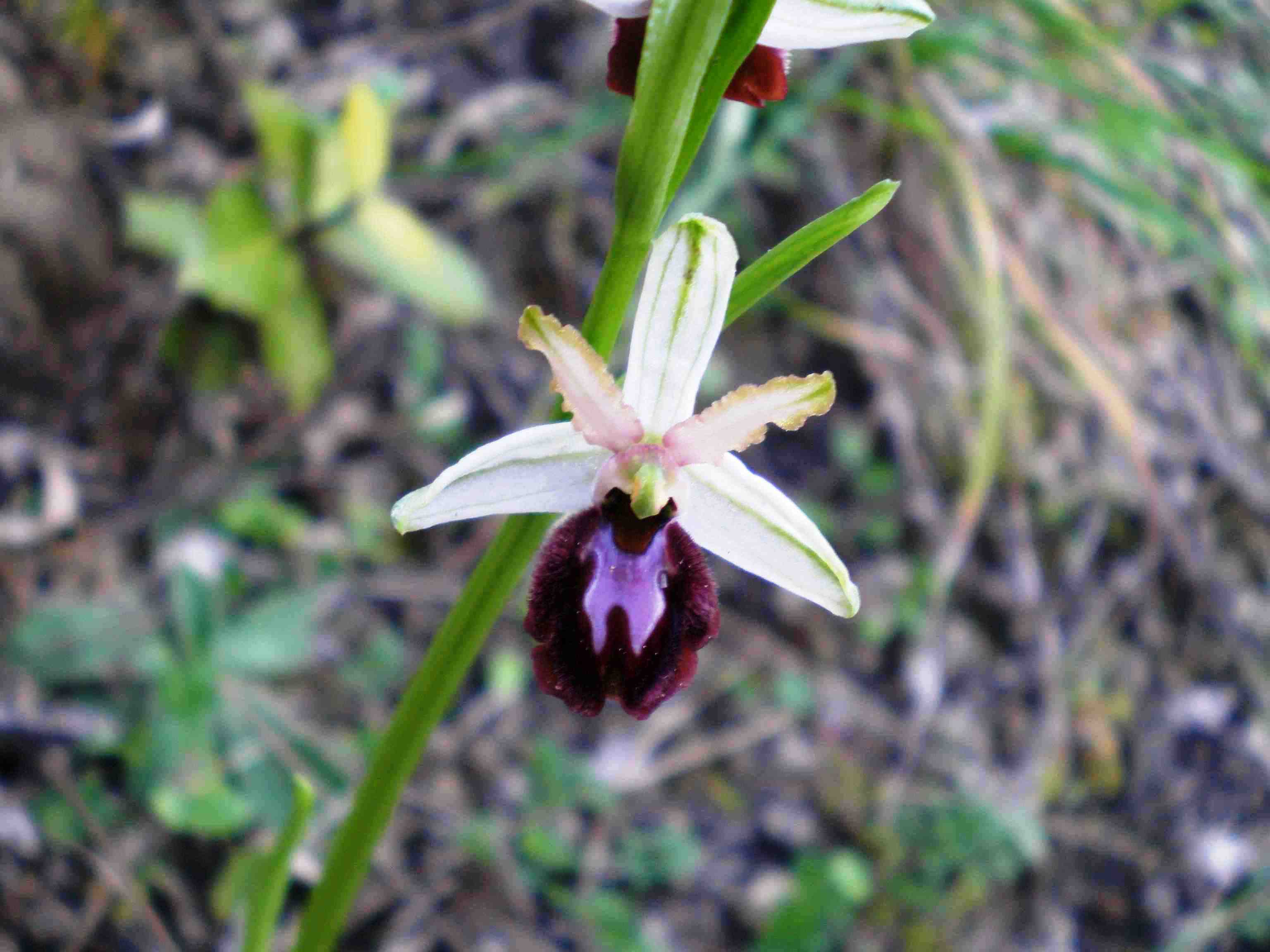 Ophrys panormitana